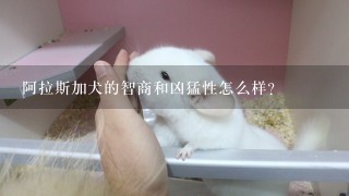 阿拉斯加犬的智商和凶猛性怎么样？