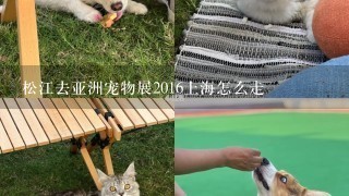 松江去亚洲宠物展2016上海怎么走