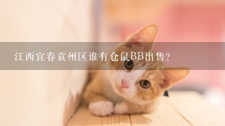 江西宜春袁州区谁有仓鼠BB出售?