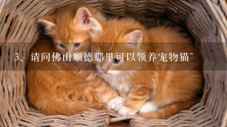 请问佛山顺德那里可以领养宠物猫~