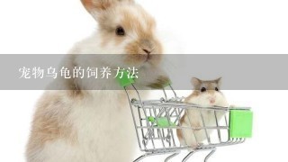 宠物乌龟的饲养方法