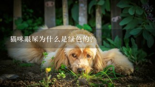 猫咪眼屎为什么是绿色的？