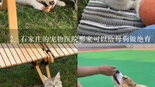 石家庄的宠物医院那家可以给母狗做绝育