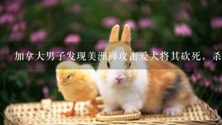 加拿大男子发现美洲狮攻击爱犬将其砍死，杀害野生动