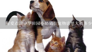 可爱点的中华田园小奶猫在宠物店里大概多少钱一只？