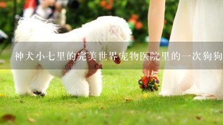 神犬小七里的完美世界宠物医院里的一次狗狗手术有多少钱