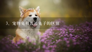 宠物兔和普通兔子的区别