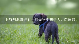 上海闸北附近有一只宠物狗想送人，萨摩耶，不知道怎么发信息啊！