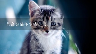 芒奇金猫多少钱一只？