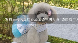 宠物：马犬更好养还是德牧更好养 德国牧羊犬优缺点