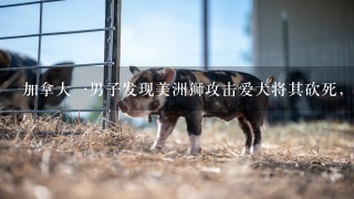 加拿大一男子发现美洲狮攻击爱犬将其砍死，你会为了