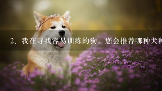 我在寻找容易训练的狗，您会推荐哪种犬种？