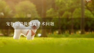 宠物公猫做绝育手术问题