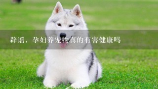 辟谣，孕妇养宠物真的有害健康吗