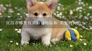 宜昌市哪里有买狗狗用品和 买宠物狗的？？ 急急急急急！！！