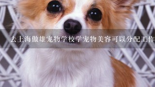 去上海傲雄宠物学校学宠物美容可以分配工作吗？