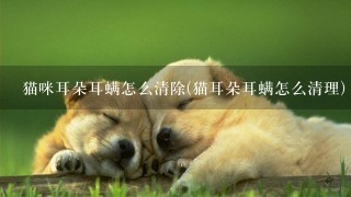 猫咪耳朵耳螨怎么清除(猫耳朵耳螨怎么清理)