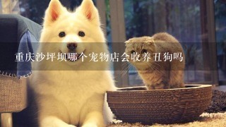 重庆沙坪坝哪个宠物店会收养丑狗吗