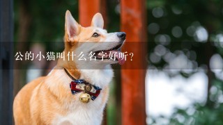 公的小猫叫什么名字好听？