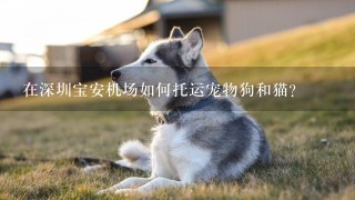 在深圳宝安机场如何托运宠物狗和猫？