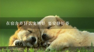 在宿舍养什么宠物好 要安静好养