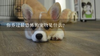 你养过最恐怖的宠物是什么？