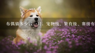 布偶猫多少钱一只，宠物级、繁育级、赛级有什么区别？