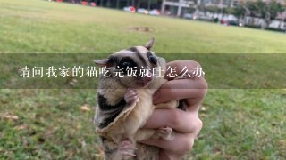 请问我家的猫吃完饭就吐怎么办