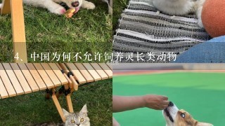中国为何不允许饲养灵长类动物