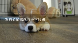 宠物公猫做绝育手术问题