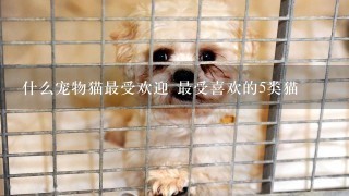 什么宠物猫最受欢迎 最受喜欢的5类猫