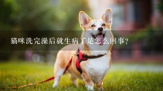 猫咪洗完澡后就生病了是怎么回事？