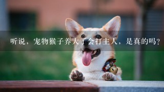 听说，宠物猴子养大了会打主人，是真的吗？