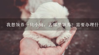 我想领养一只小狗，去哪里领养？需要办理什么手续吗