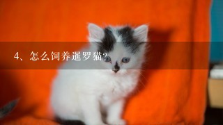 怎么饲养暹罗猫？