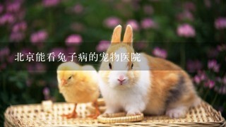 北京能看兔子病的宠物医院