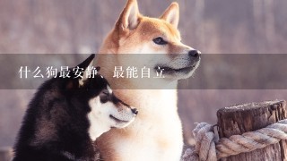 什么狗最安静、最能自立