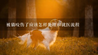 被猫咬伤了应该怎样处理和就医流程