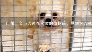 广州一金毛犬蹲在卖菜的摊位前，见到客人就露出“职