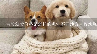 古牧幼犬价格是怎样的呢？不同地方古牧幼崽的价格如