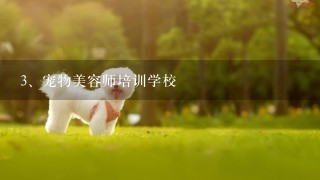 宠物美容师培训学校