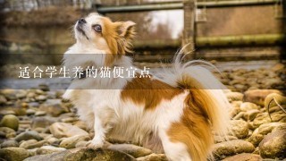 适合学生养的猫便宜点