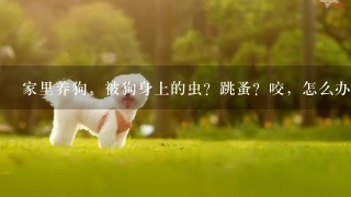 家里养狗，被狗身上的虫？跳蚤？咬，怎么办？