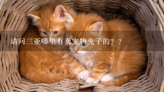 请问三亚哪里有卖宠物兔子的？？