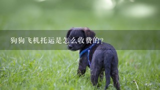 狗狗飞机托运是怎么收费的？