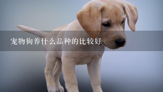 宠物狗养什么品种的比较好