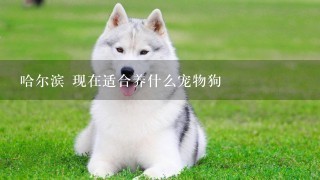 哈尔滨 现在适合养什么宠物狗