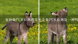 宠物做PCR检测跟荧光定量PCR检测是一种吗还是两种有区别的？