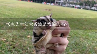 沃克先生幼犬香波是浓缩的吗？