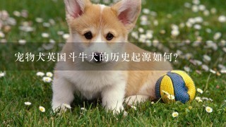 宠物犬英国斗牛犬的历史起源如何？